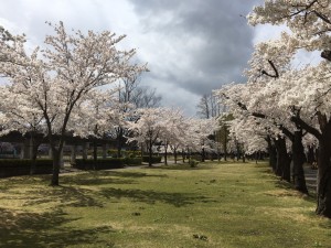 20200410 郡山市　開成山公園_200410_0026